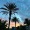 a sunset with palm trees
